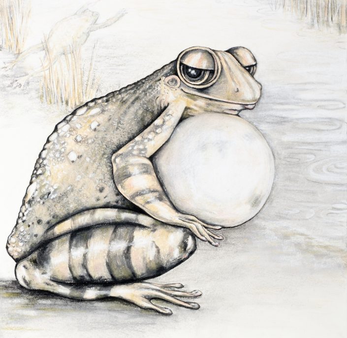 Bullfrog 72dpi1